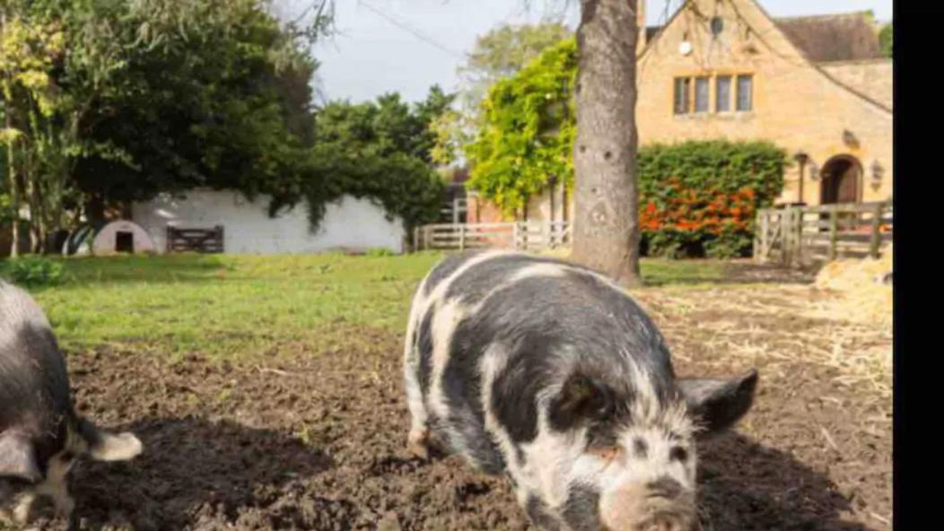 Piglet Holiday home Pebworth