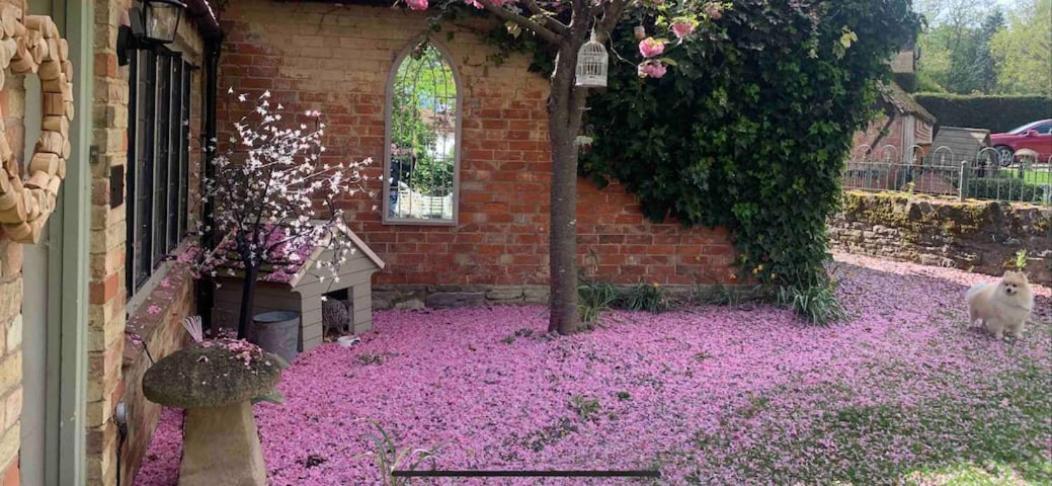 Piglet Holiday home *